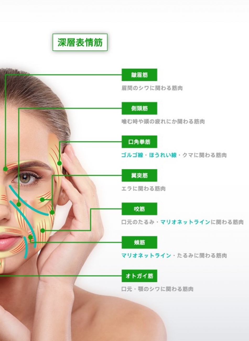 facialmuscles深層筋